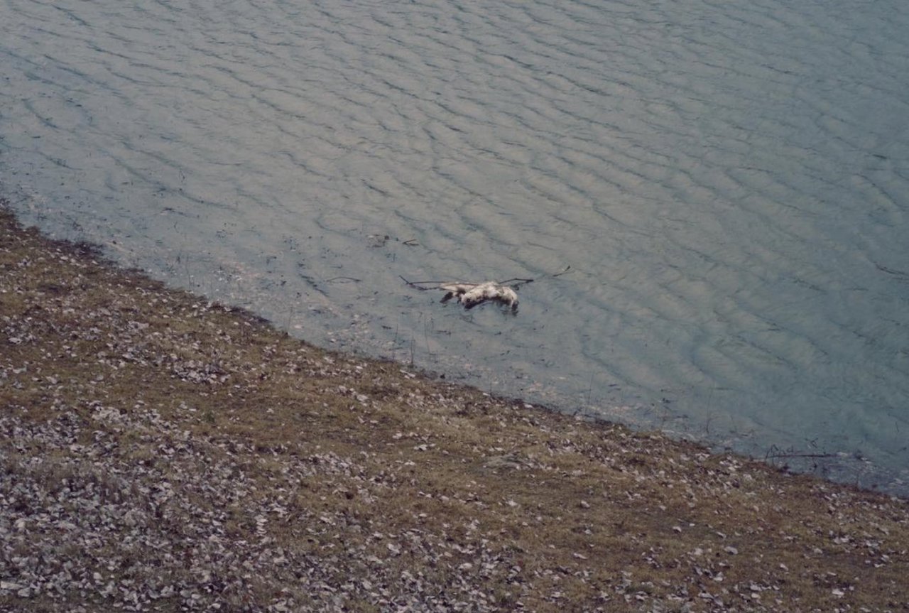 Gripa aviară a ucis păsările de pe Nistru, găsite la Pohrebea: Boala, confirmată de ANSA