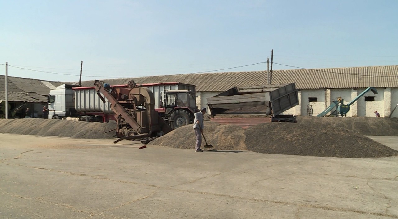 Peste 760 de mii de tone de floarea-soarelui în 2026: Cât costă un kilogram și cum se descurcă fermierii din R. Moldova