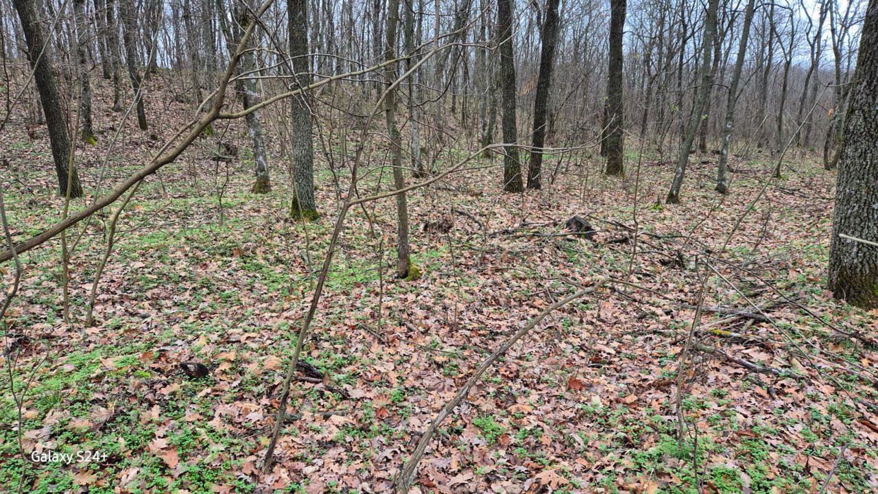 Peste 160 de arbori, tăiați fără acte permisive la Criuleni. Ministrul Mediului: „Vom continua cu controale inopinate”