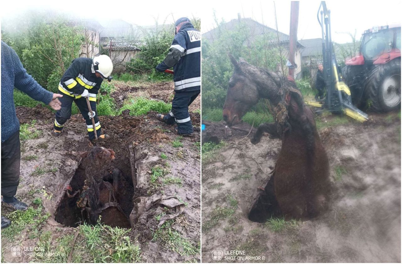 Необычная миссия для спасателей: Лошадь вытащили из выгребной ямы