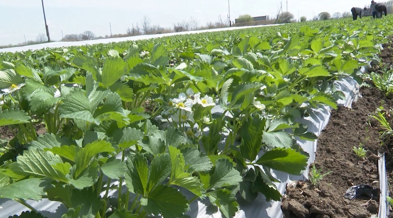 Fermierii, nevoiți să ia măsuri pentru a proteja căpșunile de înghețuri 