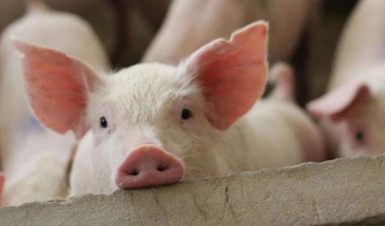 Un caz de pestă porcină africană a fost confirmat în localitatea Ciocâlteni