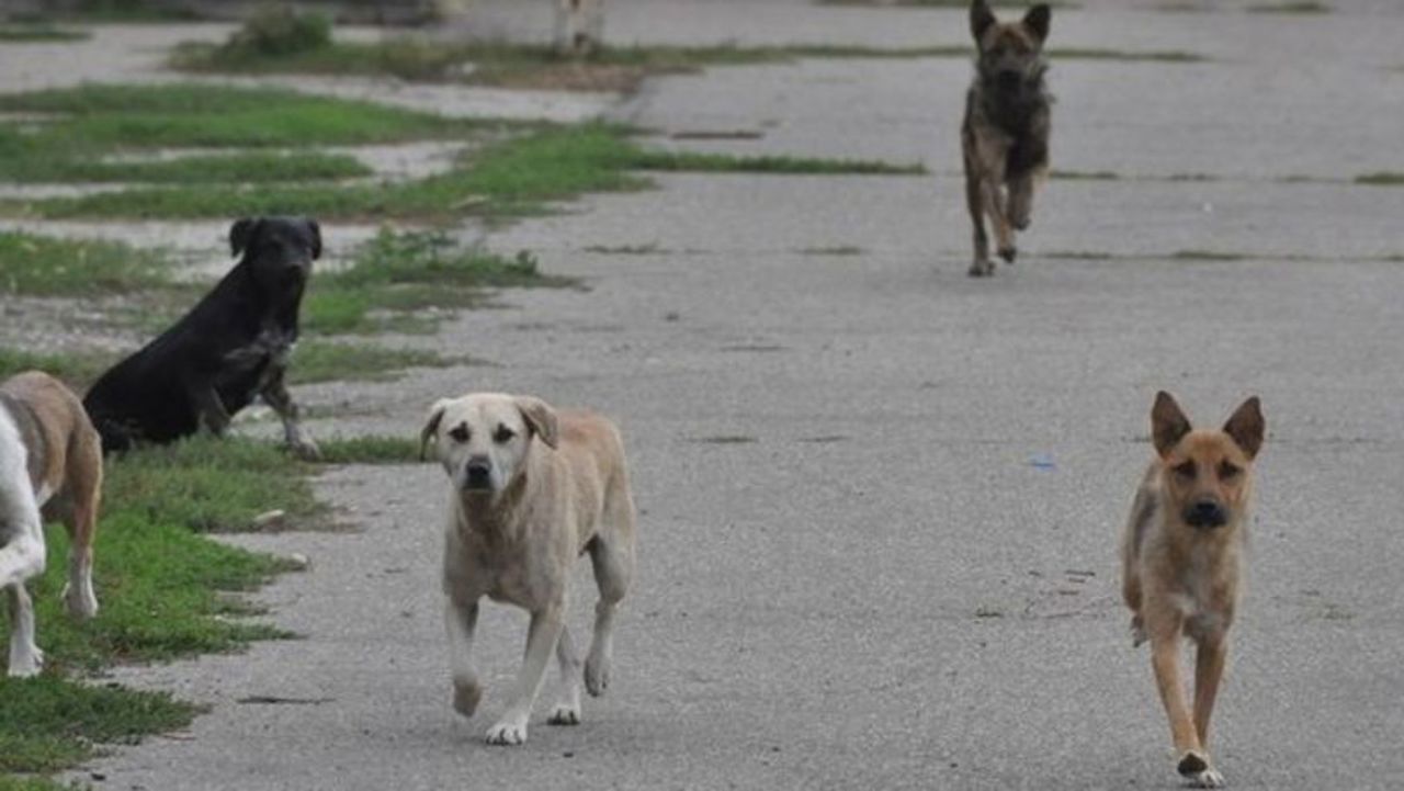 O nouă întreprindere municipală destinată animalelor fără adăpost își va începe în curând activitatea 