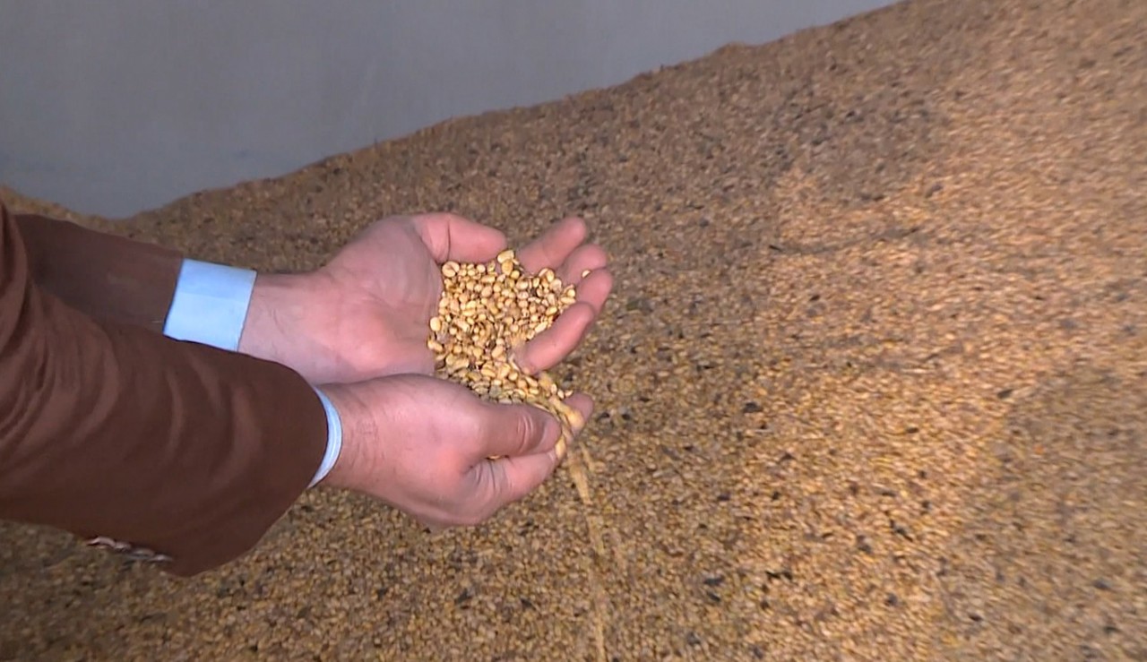 Suprafețele cultivate cu soia, în scădere. Secretar de stat: „Încercăm să impulsionăm cumva lărgirea acestor suprafețe”