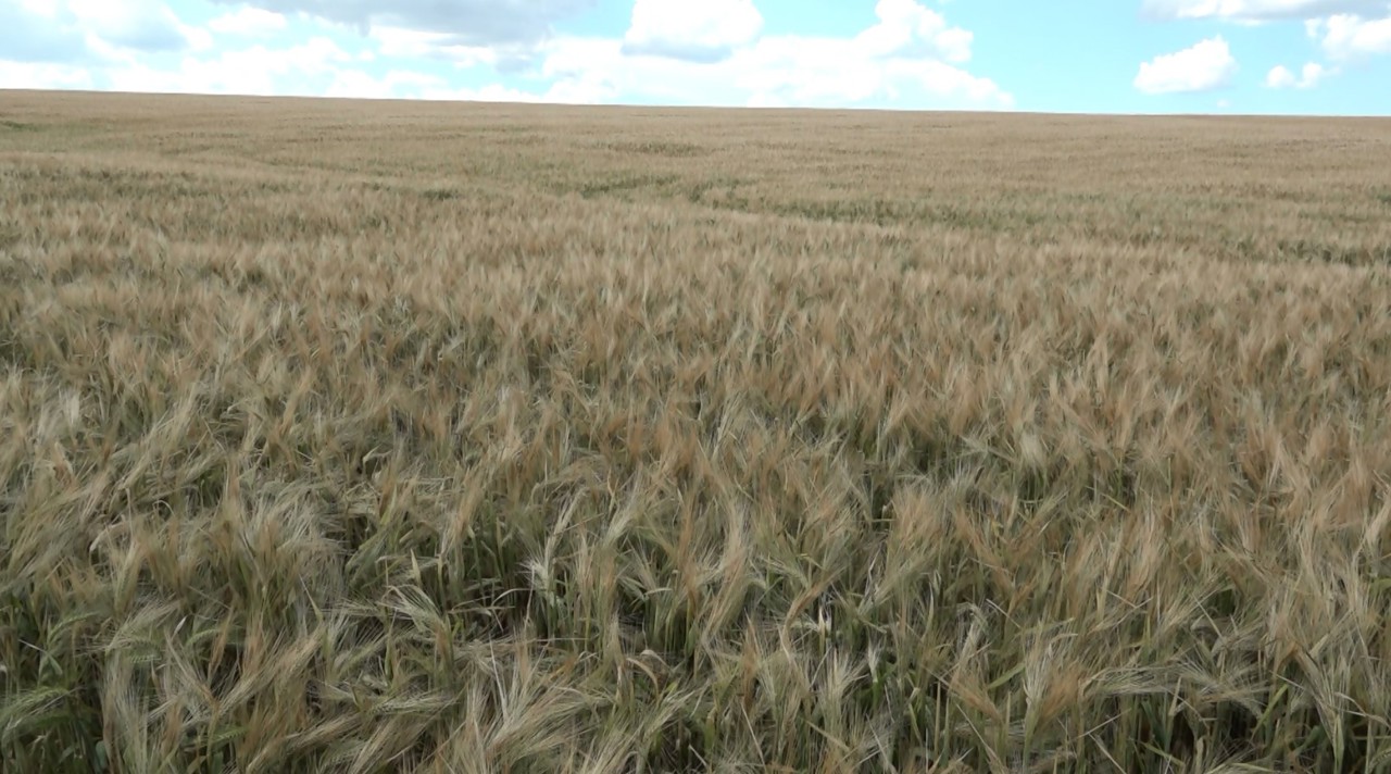 Cioc-Maidan: Sute de hectare de cereale, afectate de grindină