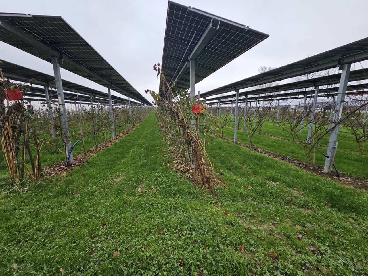 Agricultorii vor putea produce energie solară direct pe plantații: Ministerul Energiei lansează ghidul agrivoltaic