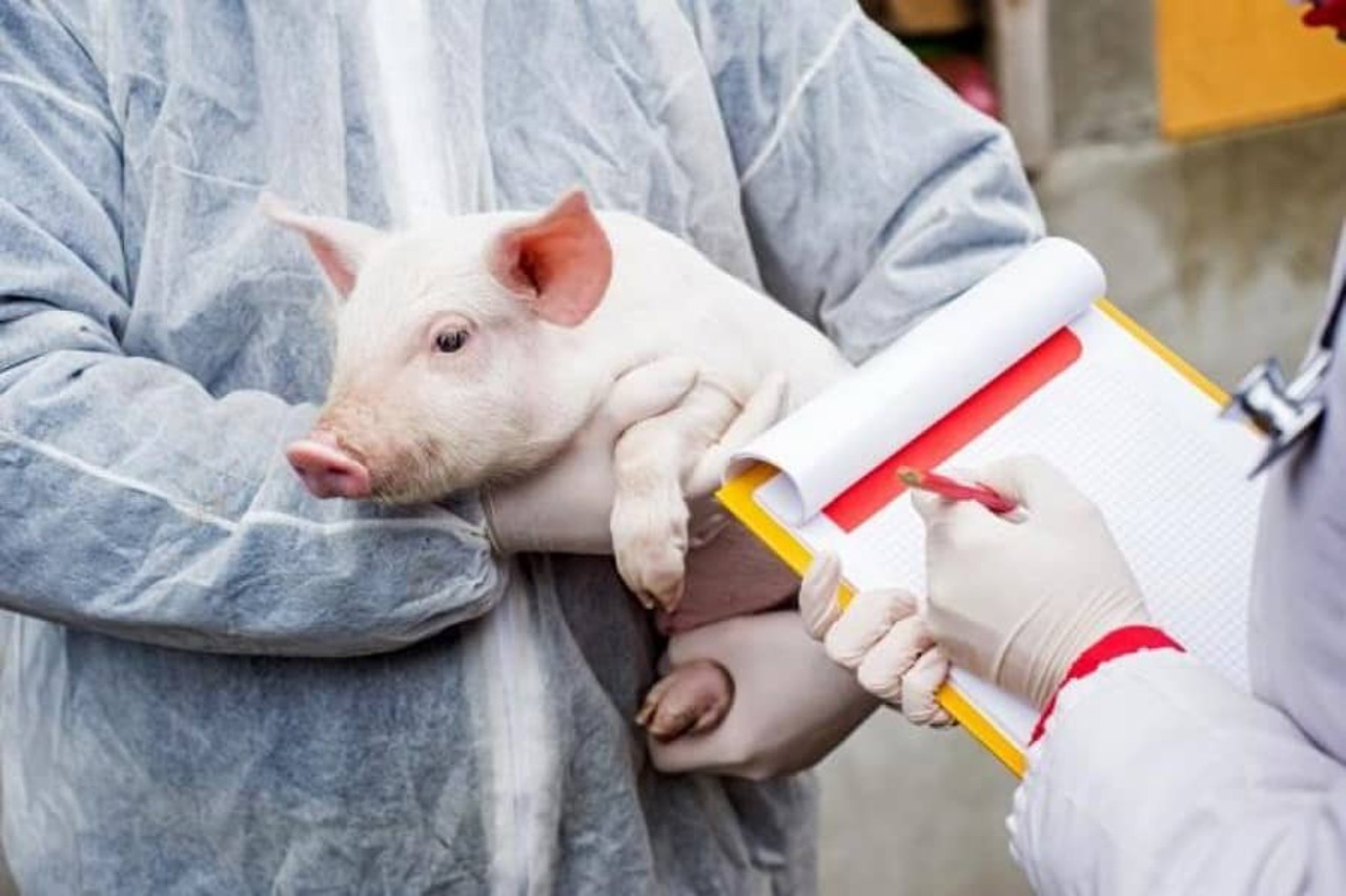 Вспышка африканской чумы свиней обнаружена в Дрокии