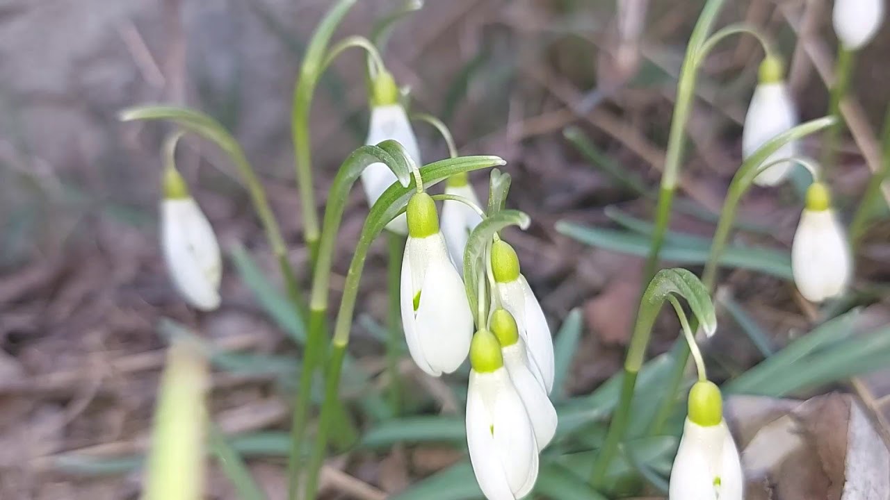 The snowdrops appeared in the middle of winter