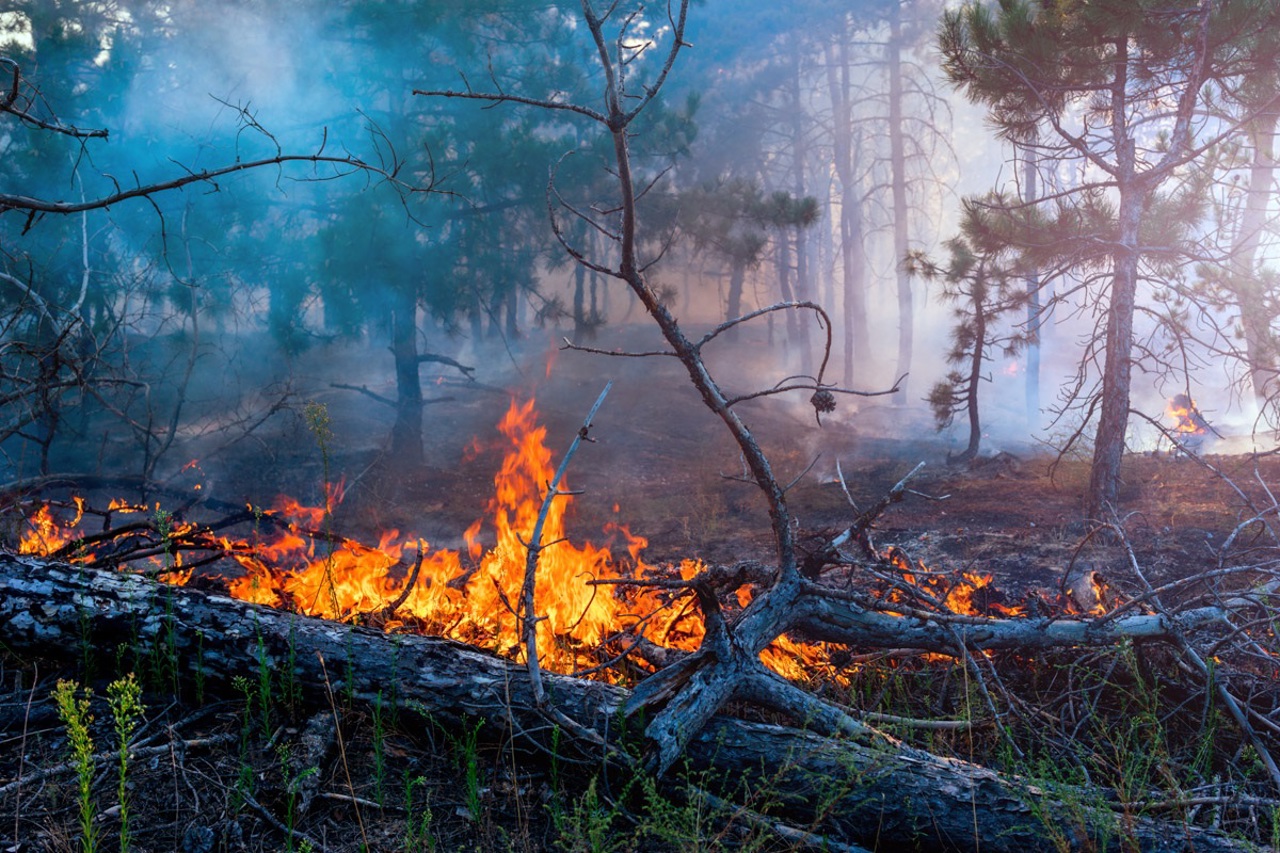 Un român, arestat în Grecia: Este acuzat că a provocat un incendiu de vegetație 