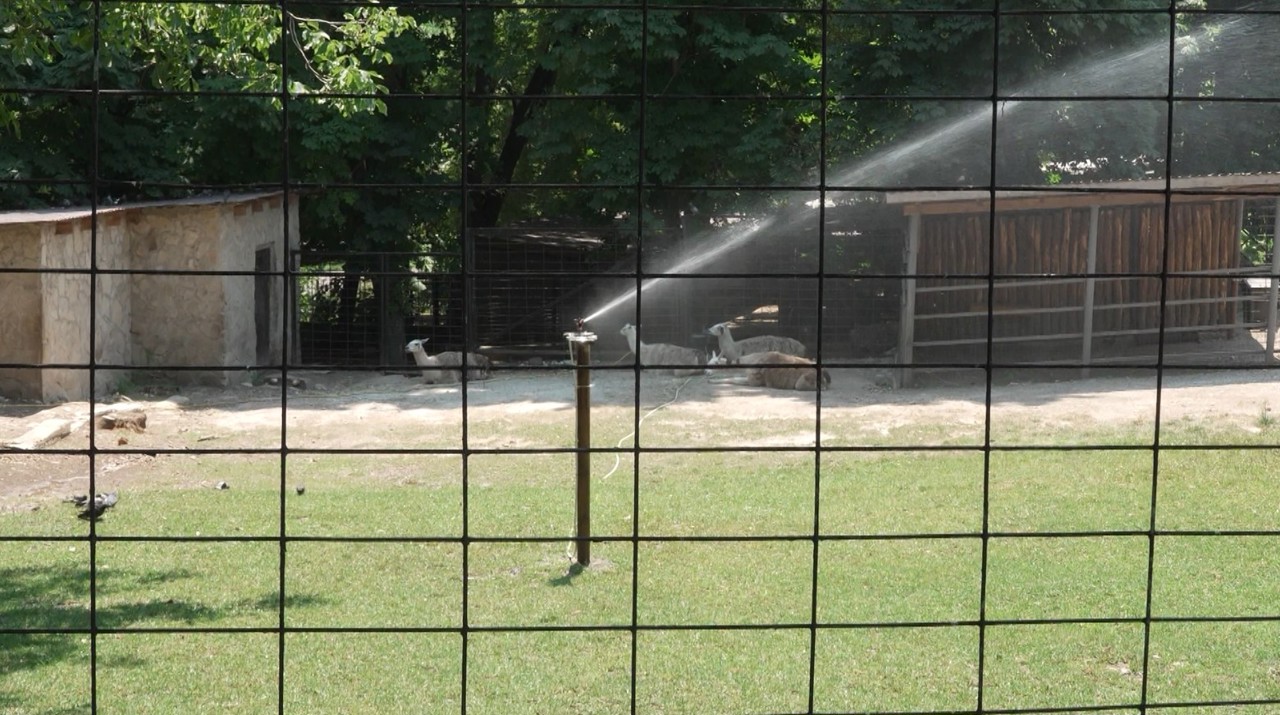 Canicula, o povară pentru animalele de la Grădina Zoologică: Au parte de băi cu apă rece și fructe congelate 