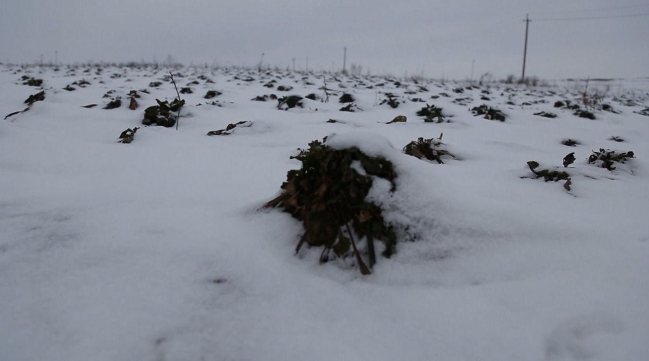 Severe weather halts Moldova's sugar harvest across 3,500 hectares