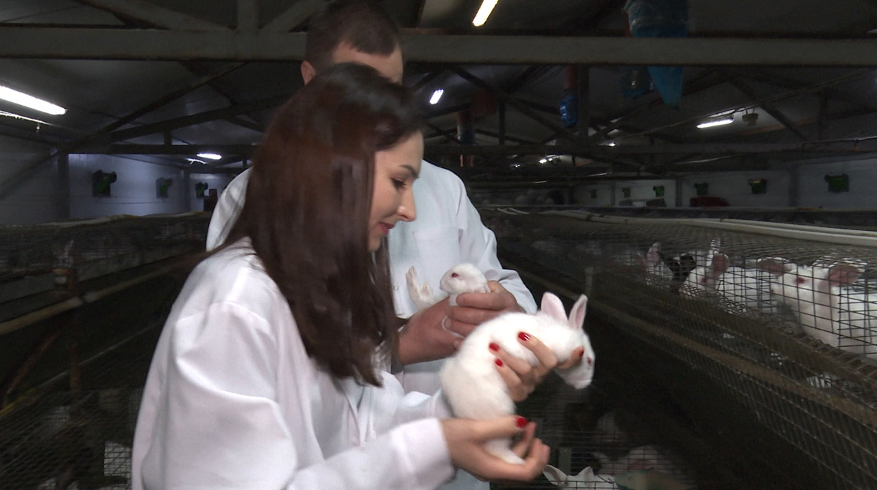 From city to rabbit farm: A family business thriving in the village
