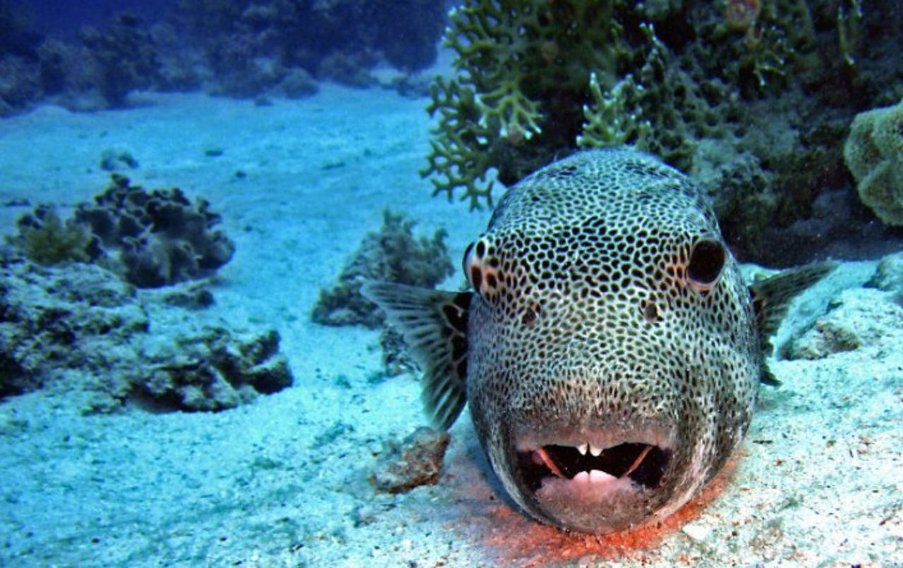 Minister Margaritis Schinas demands EU action on invasive species