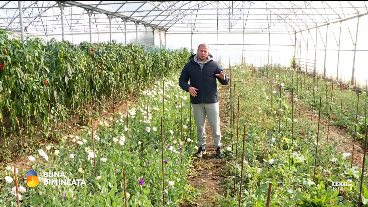 A revenit din străinătate și a investit în agricultură: povestea lui Dumitru Cebotari din Anenii Noi