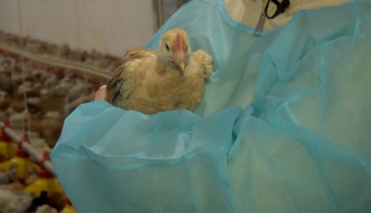 PORTRETE DE CURAJ | Stela Efros a început cu o hală mică în satul de baștină, iar astăzi crește sute de mii de păsări în mai multe raioane  