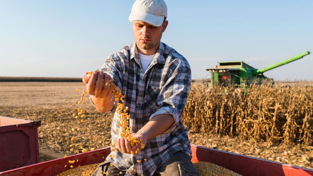 Ajutor pentru agricultori: Primele 118 milioane de lei alocate de Guvern au ajuns în conturile fermierilor