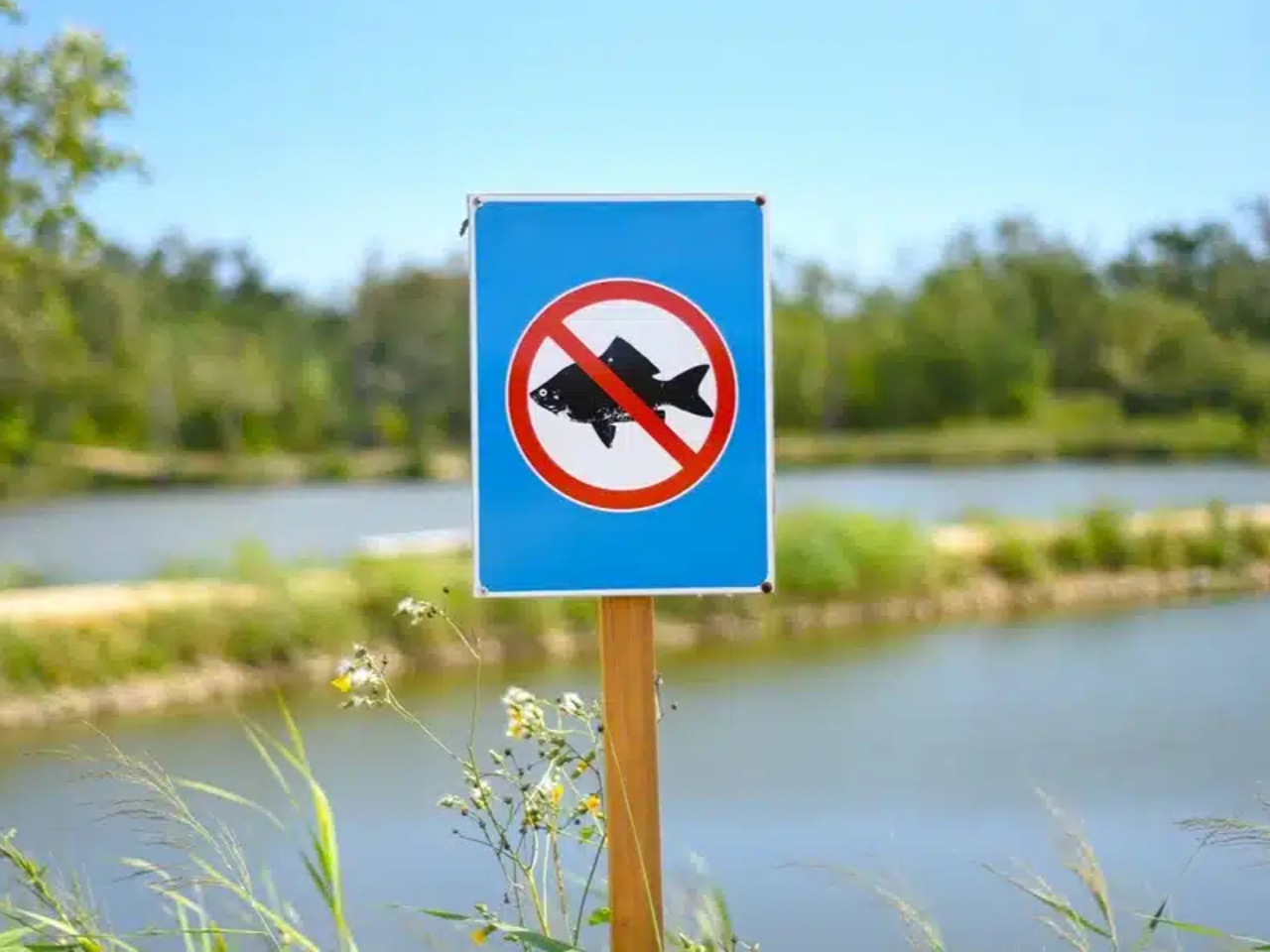 Atenție, pescari! Prohibiția la pescuit intră în vigoare de la 1 aprilie și va dura până la sfârșitul lunii iunie