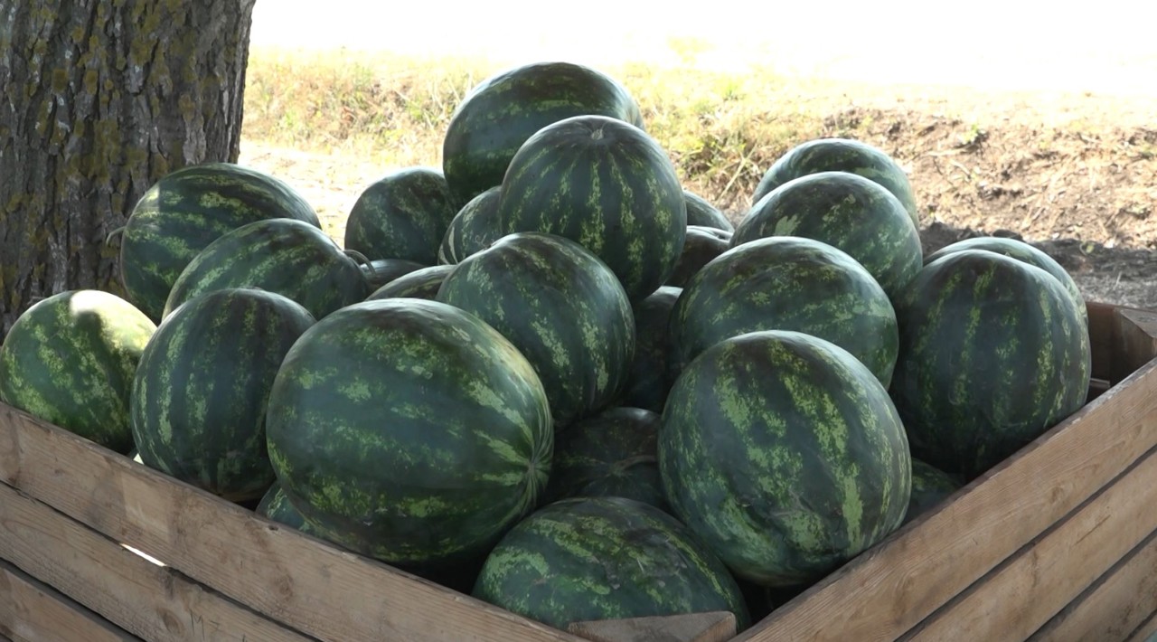 Watermelon growers expect yields of up to 40 tons per hectare this year