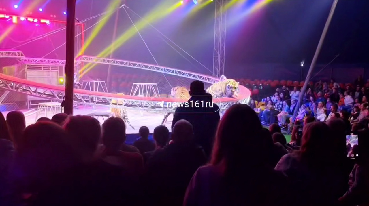 Criminal investigation launched after tiger escapes arena during Rostov-on-Don performance