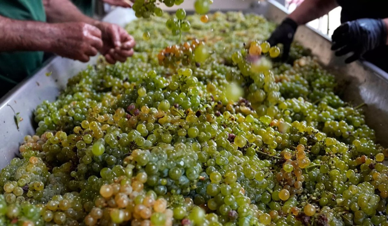 Producția globală de vin a atins un minim istoric în 2023 din cauza schimbărilor climatice