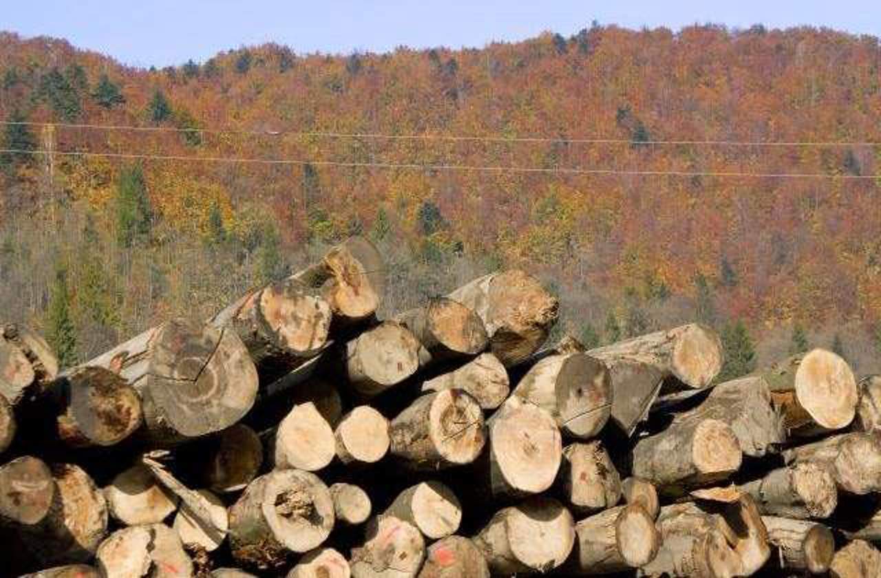Количество случаев незаконной вырубки деревьев растет: в 2022 году они удвоились по сравнению с 2021 годом