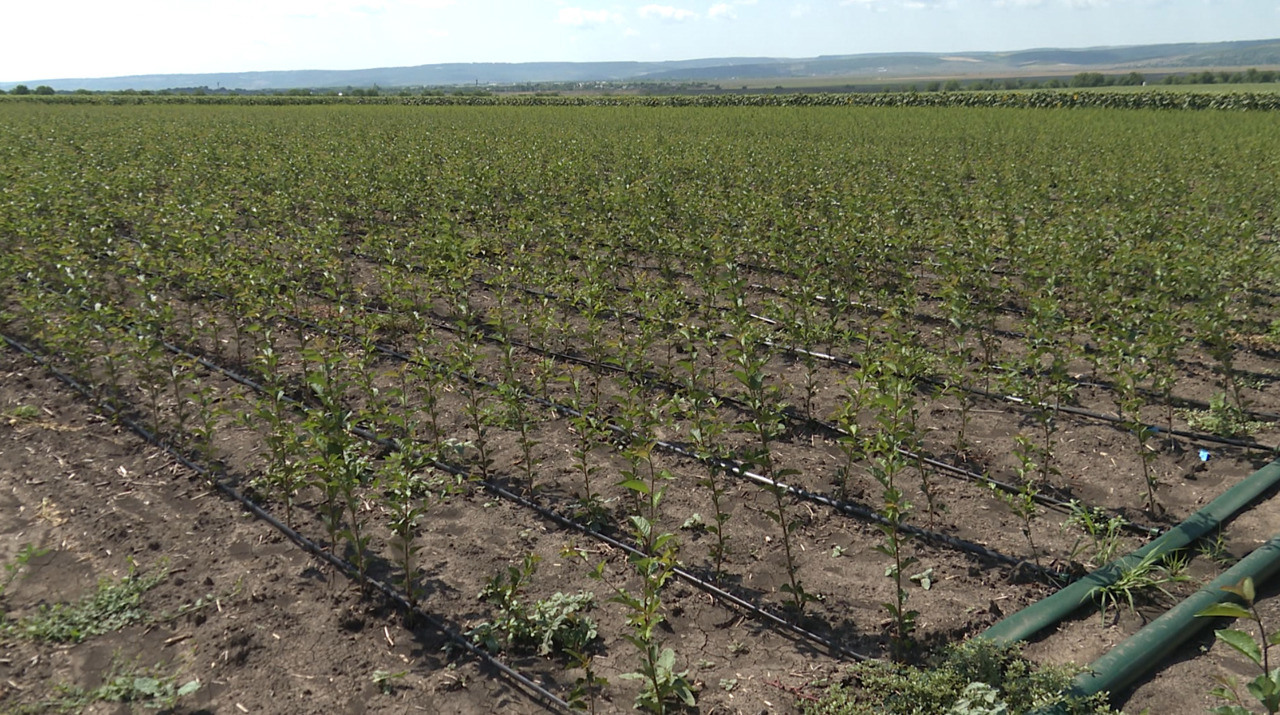 Un pomicultor din Mălăiești a investit într-un sistem modern de irigare și se bucură de productivitate înaltă: „E un sprijin foarte bun al statului față de producător”