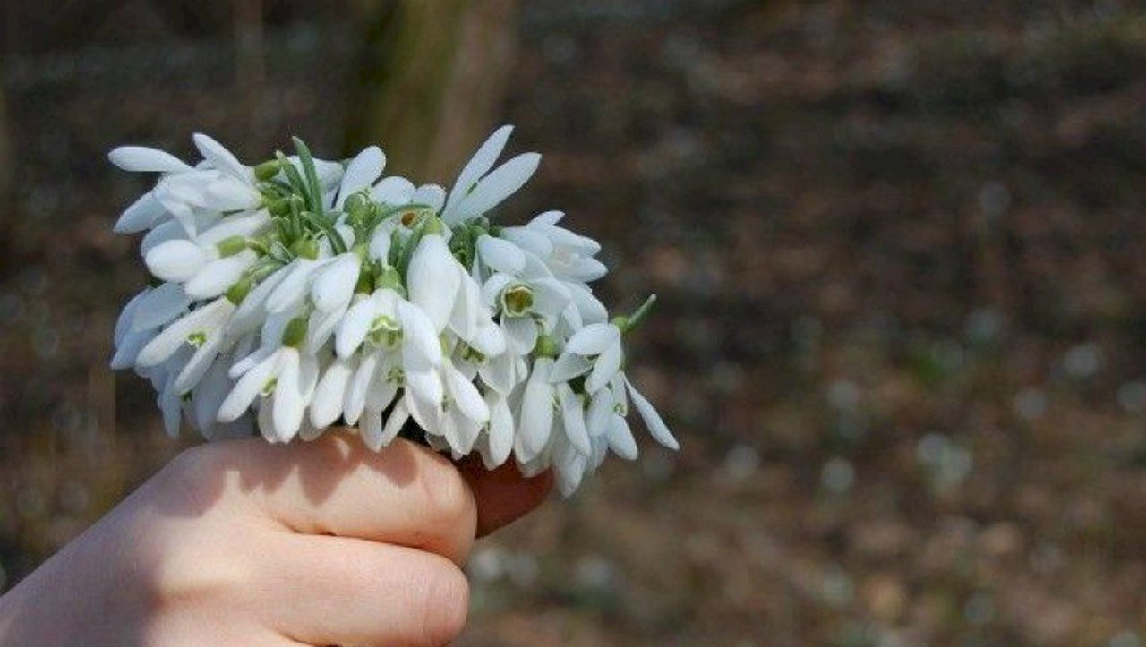 Жителей Молдовы призывают не покупать подснежники у уличных торговцев