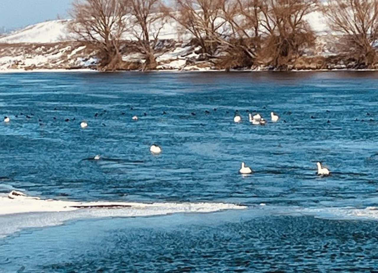 O parte dintre lebedele de pe Nistru, adăpostite într-un centru provizoriu pentru a fi ocrotite de ger 