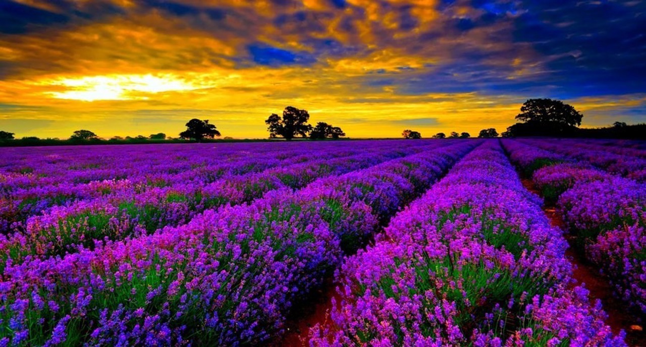 Lavender brings business opportunities to a Colonița resident