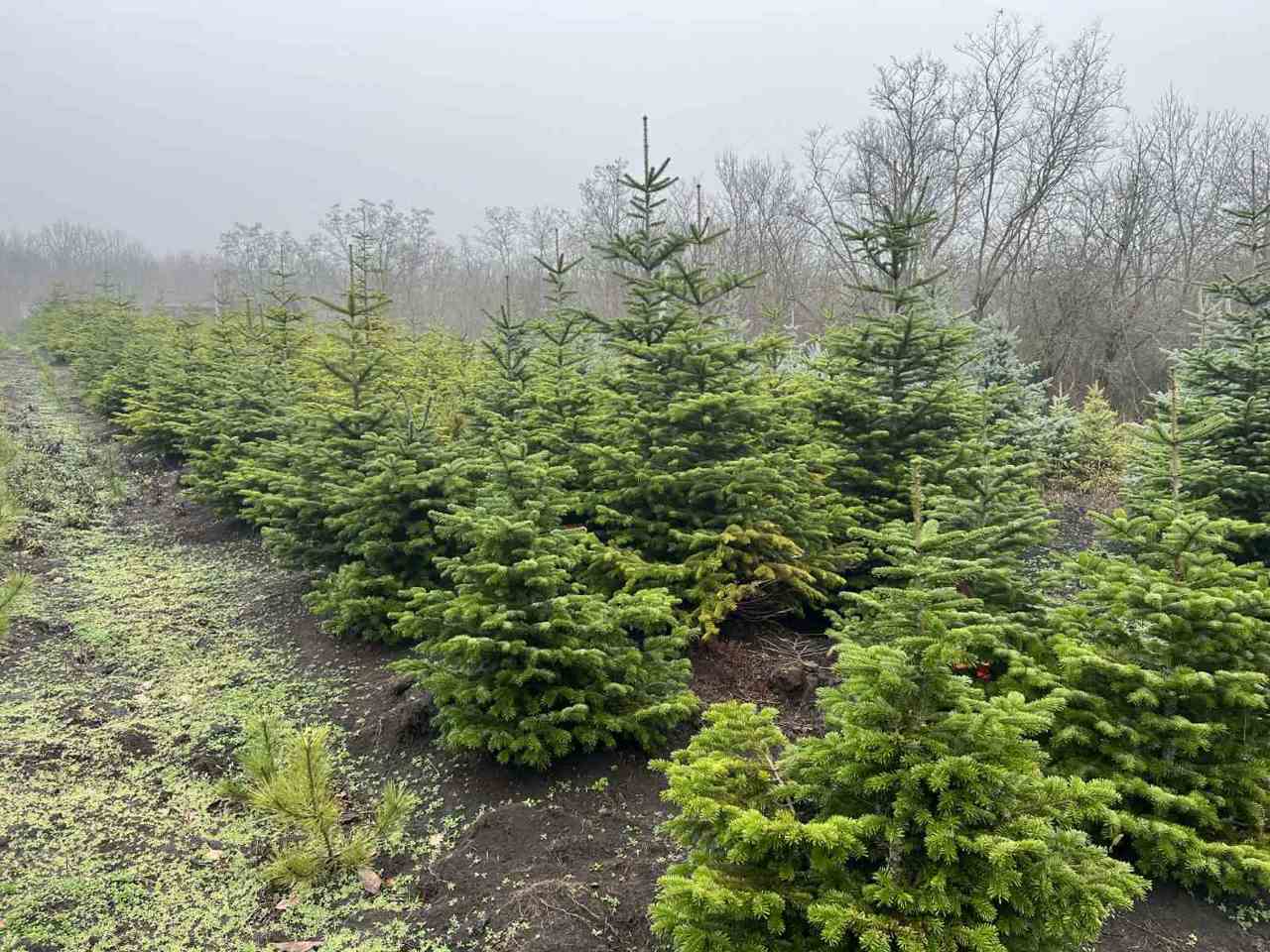 Facebook/Agenția Moldsilva