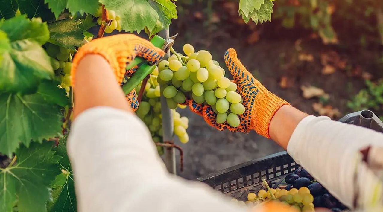 Moldova's wine industry: A glimpse into the 2025 grape harvest