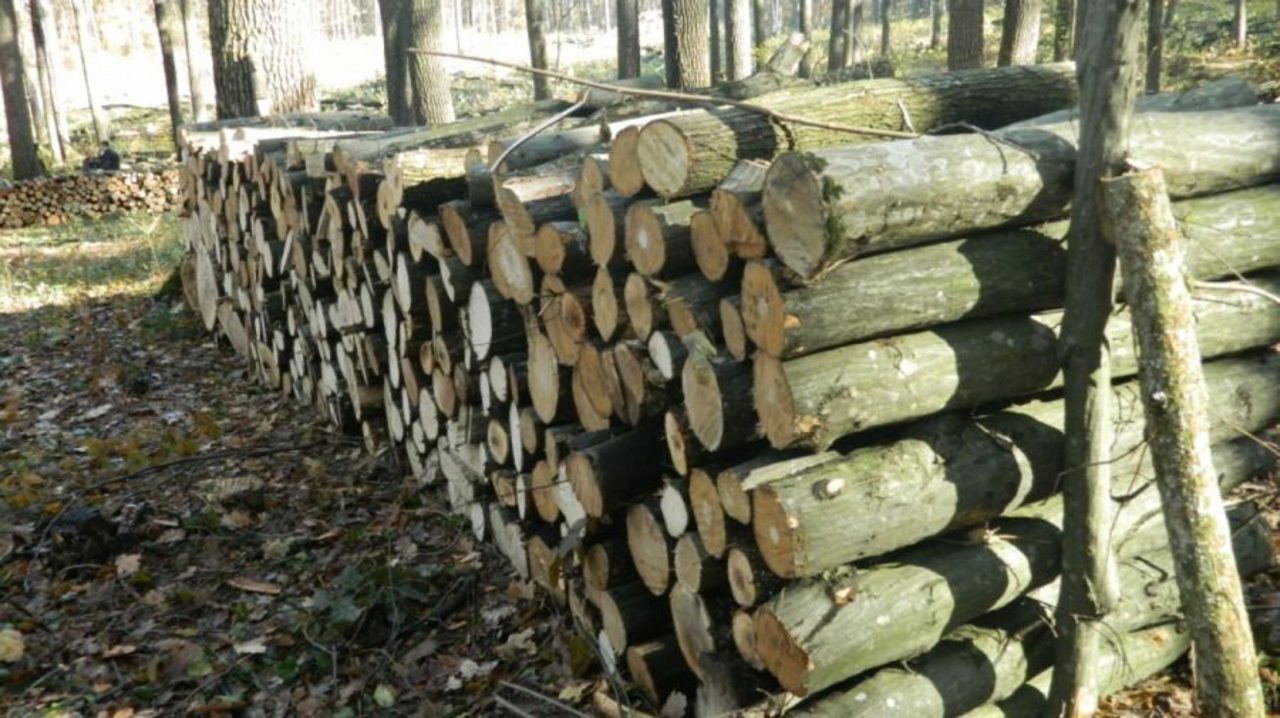 Natalia Gavrilița: The agreement with Romania, regarding the delivery of a quantity of firewood for the Republic of Moldova will be signed this week