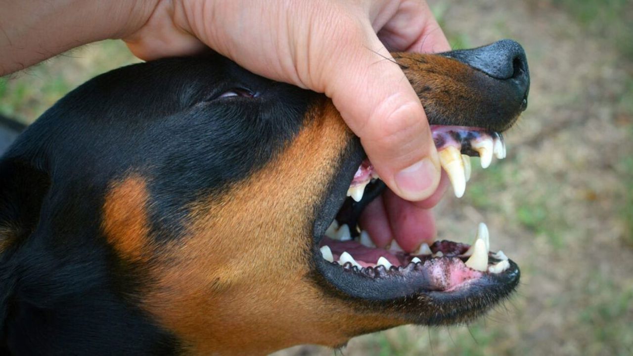 Dog rabies case in Orhei; authorities urge vigilance and hygiene compliance