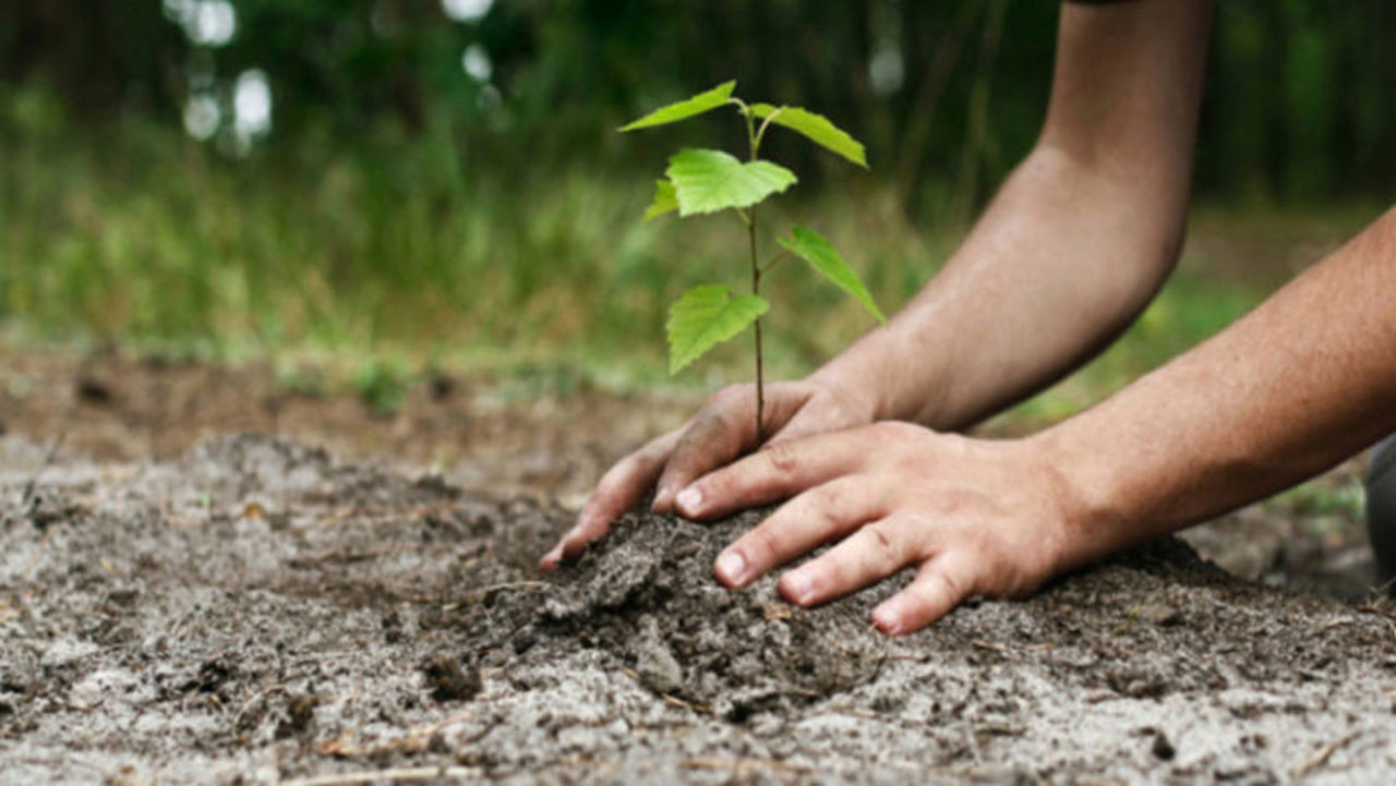 Un teren degradat, transformat în spațiu verde: prima pădure comunitară, plantată în satul Roșcani