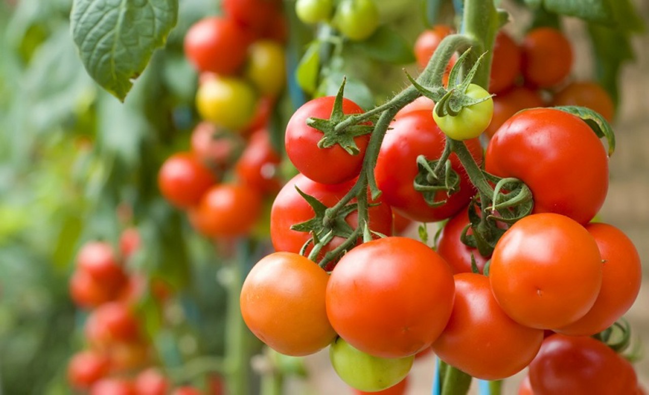 Guardian of the soil: How Rita Rotaru built an extraordinary heirloom tomato collection in Râșcani