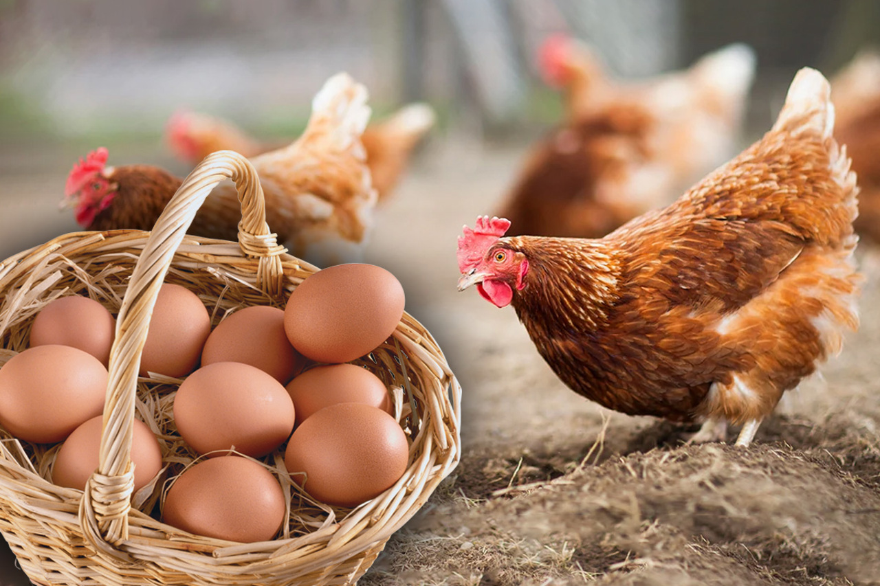 В Республике Молдова существует всего несколько экономических операторов, которые могут экспортировать мясо птицы и яйца на рынок ЕС