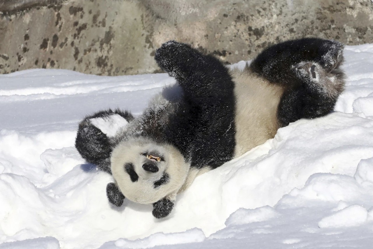 Urșii panda giganți Lumi și Pyry se întorc în China. Grădina Zoologică din Finlanda nu mai poate să-i întrețină