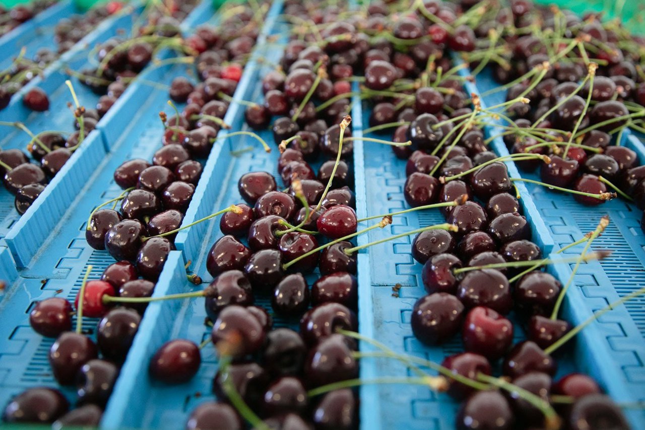 Fruit exports skyrocket as EU tariffs drop