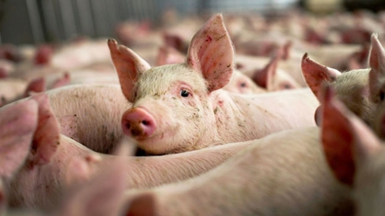 В Кагульском районе карантин на 45 дней: выявлен случай африканской чумы свиней