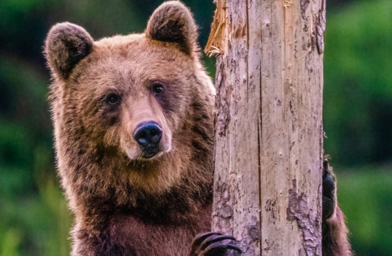 Three bears were brought from Ukraine to the Chisinau Zoo