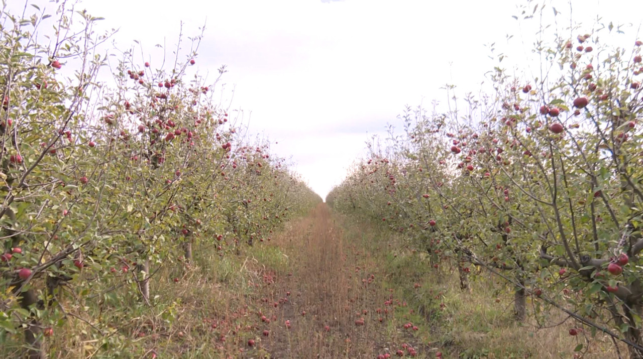 Un tânăr pomicultor din Ungheni produce mere premium pentru supermarketurile din țară