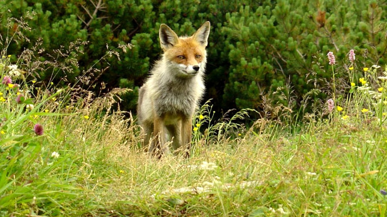 Fox vaccination campaign underway in the Republic of Moldova