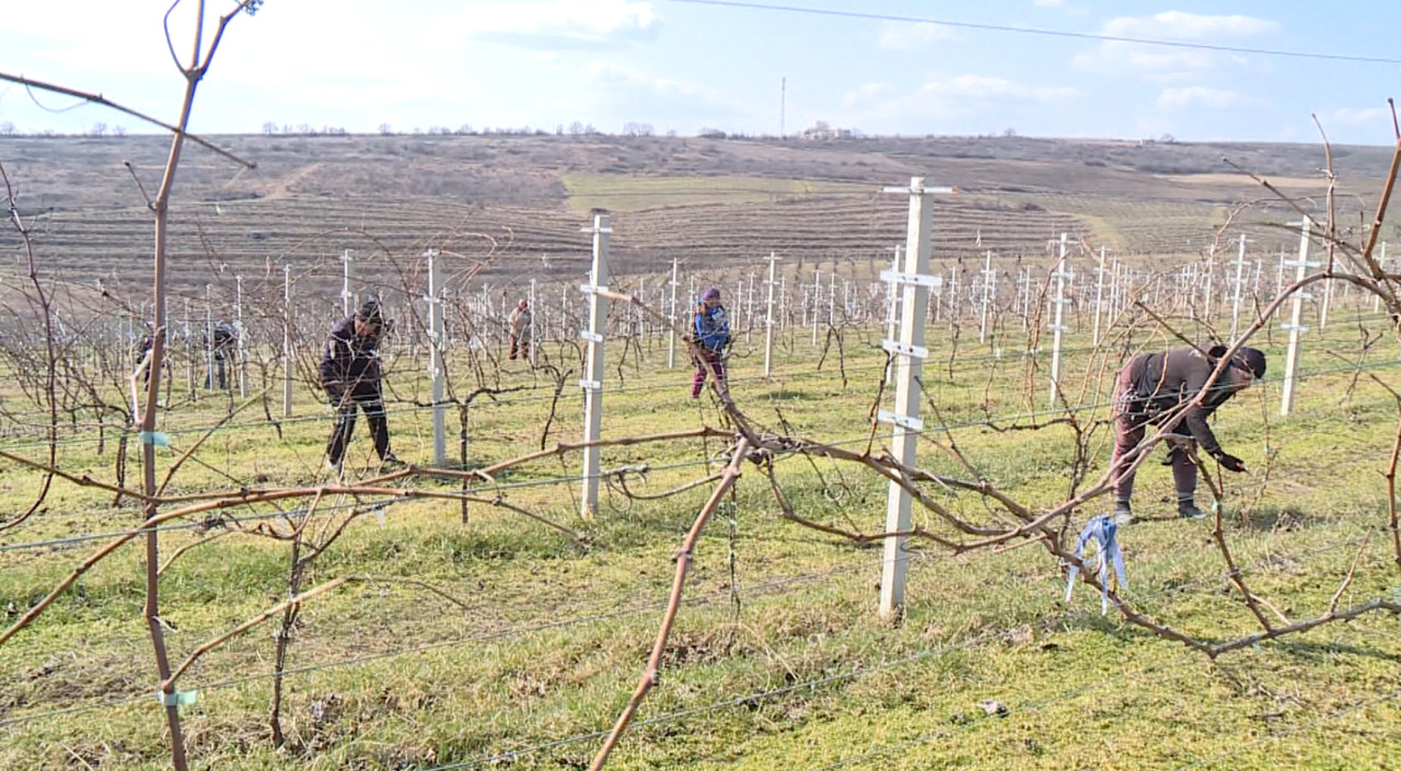 Fermierii dau start lucrărilor de primăvară în vii