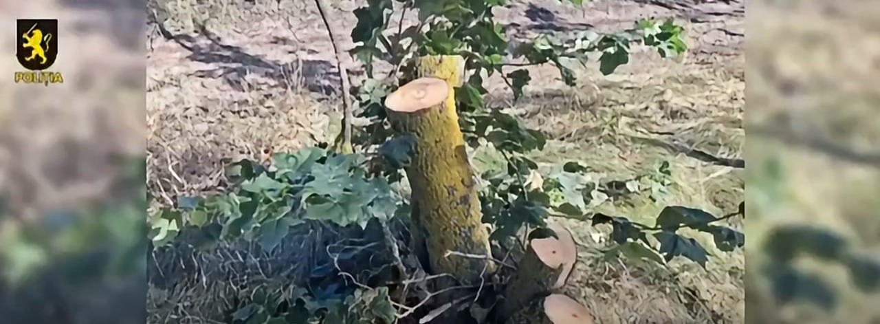 Percheziții în dosarul tăierilor ilegale de arbori din Drochia. Ce au depistat polițiștii