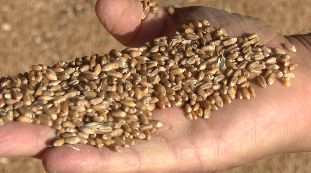 Agriculture 2025: crop output up, orchards hit by extreme weather