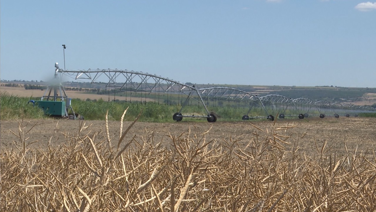 Doi frați din sudul țării demonstrează ce înseamnă agricultura modernă și în condiții dificile    