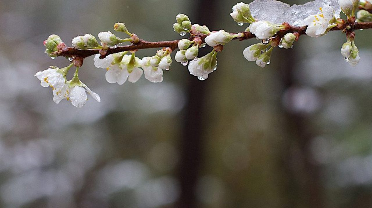 Yellow frost alert nationwide: −3°C overnight/morning