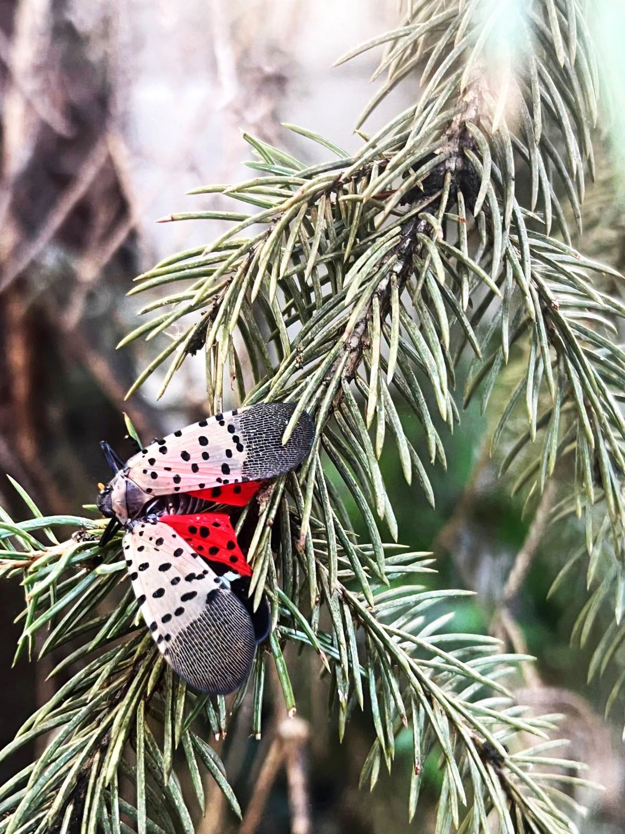 Spotted lanternfly detected in Moldova, threatening crops