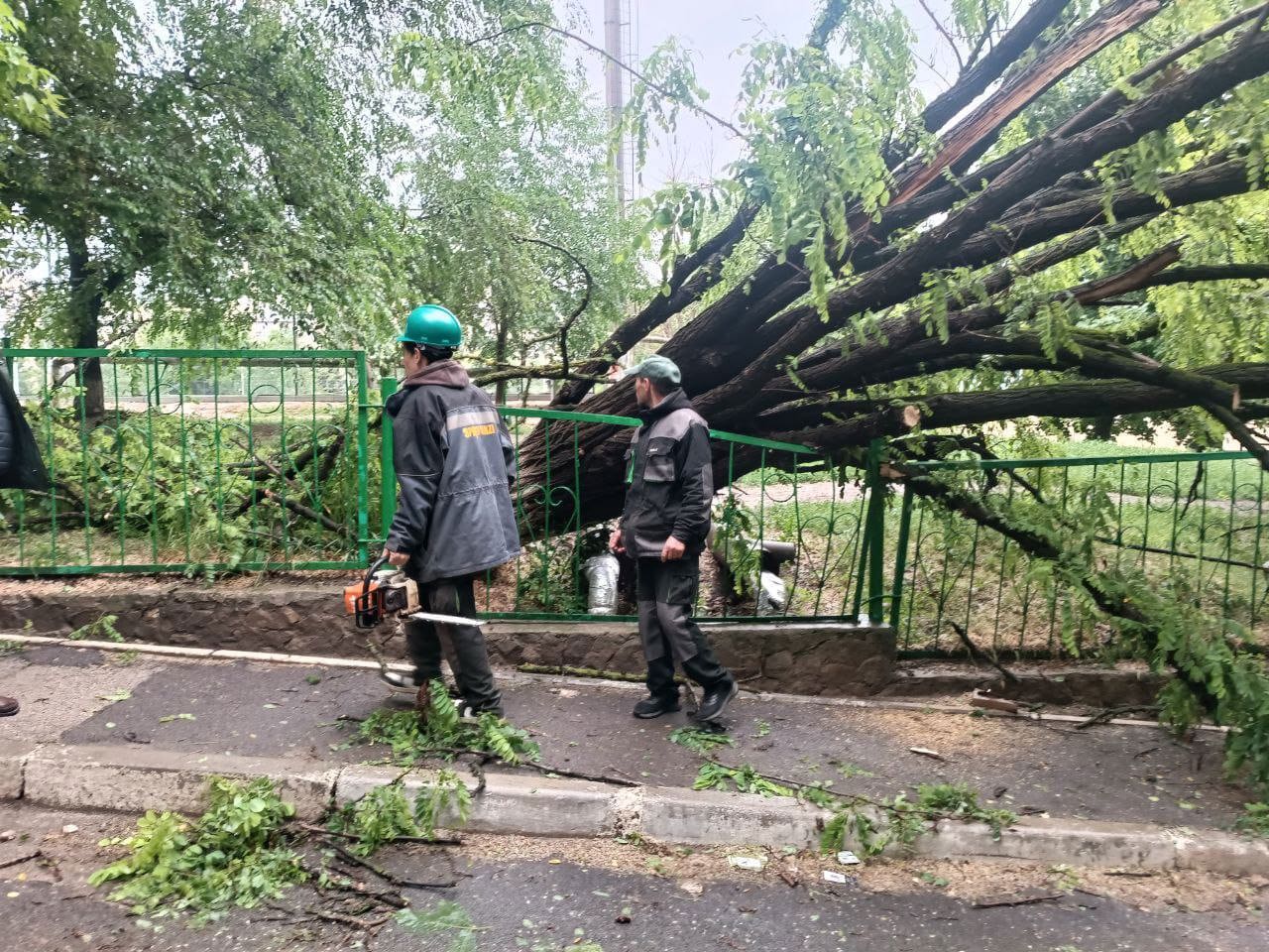 Chișinău: Crengi rupte și arbori doborâți în urma ploilor 
