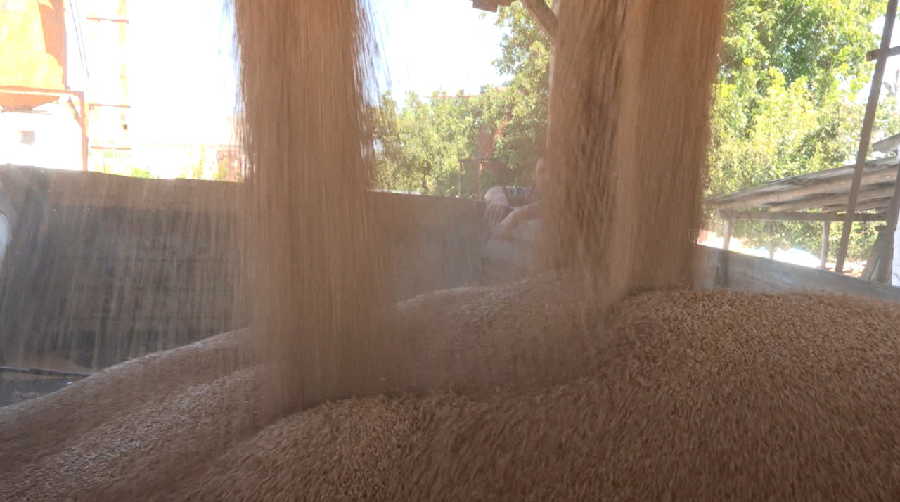 Why Moldova's farmers are selling grain at a loss despite bumper harvests